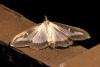 Cydalima perspectalis